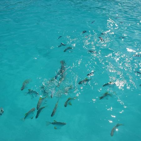 Le Chant De Merle Self -Catering Studios And Apartments マヘ島 エクステリア 写真