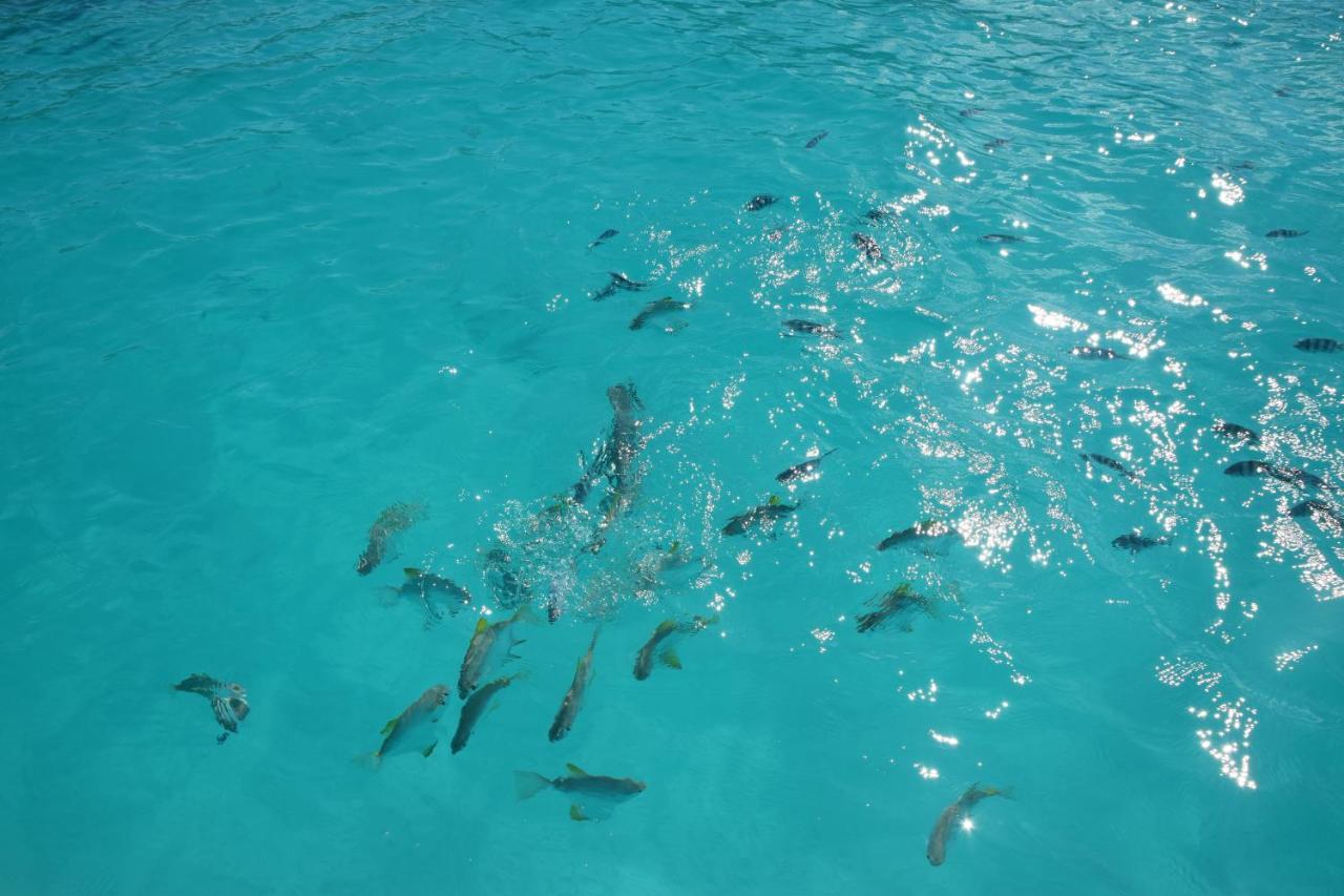 Le Chant De Merle Self -Catering Studios And Apartments マヘ島 エクステリア 写真